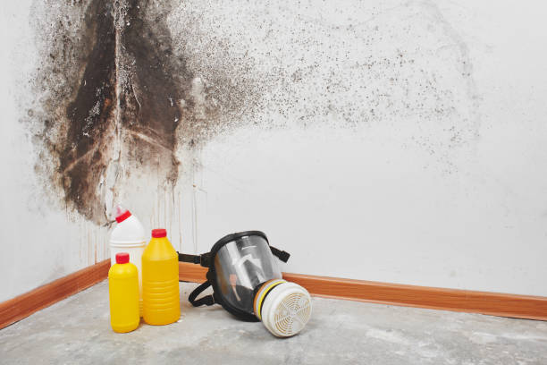 Best Fast Mold Removal  in West Yarmouth, MA