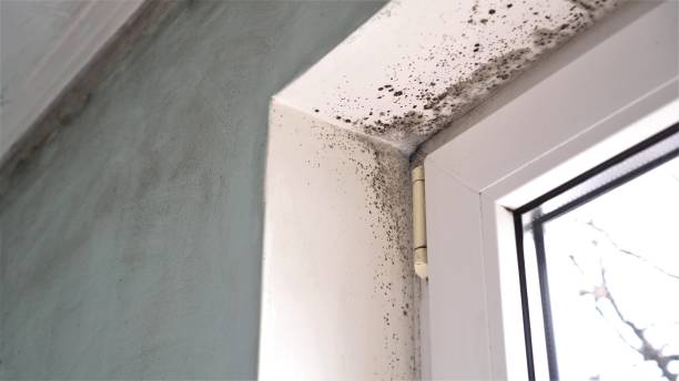 Best Residential Mold Removal  in West Yarmouth, MA