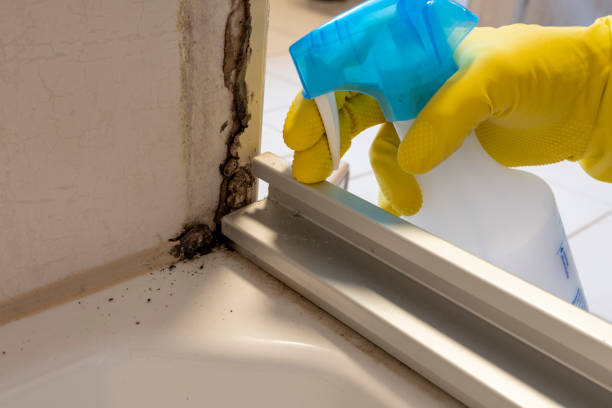 Attic Mold Removal in West Yarmouth, MA