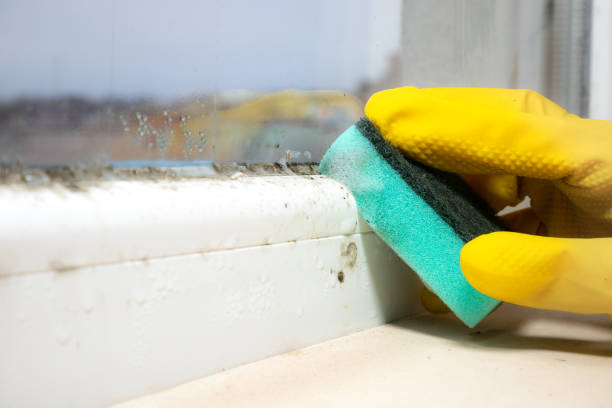 Trusted West Yarmouth, MA Mold Removal Experts