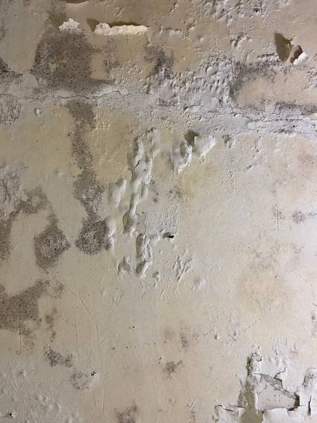 Best Emergency Mold Removal  in West Yarmouth, MA