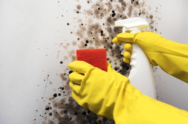 Best Home Mold Removal  in West Yarmouth, MA
